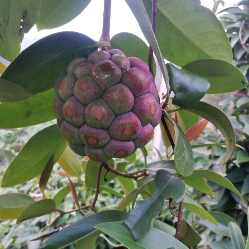 黑老虎果，布福娜果广西大瑶山种植基地直发一手货源现摘现卖