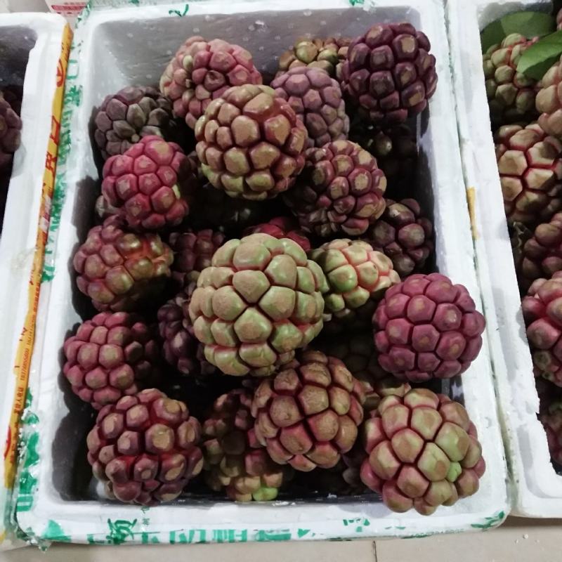 黑老虎果，布福娜果广西大瑶山种植基地直发一手货源现摘现卖