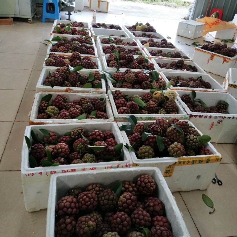 黑老虎果，布福娜果广西大瑶山种植基地直发一手货源现摘现卖