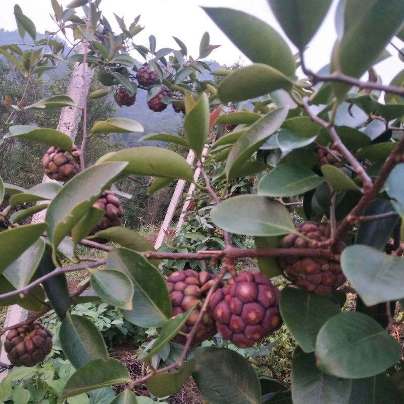 黑老虎果，布福娜果广西大瑶山种植基地直发一手货源现摘现卖