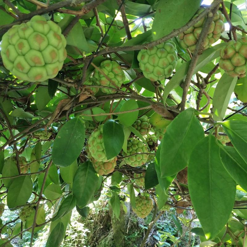 黑老虎果，布福娜果广西大瑶山种植基地直发一手货源现摘现卖