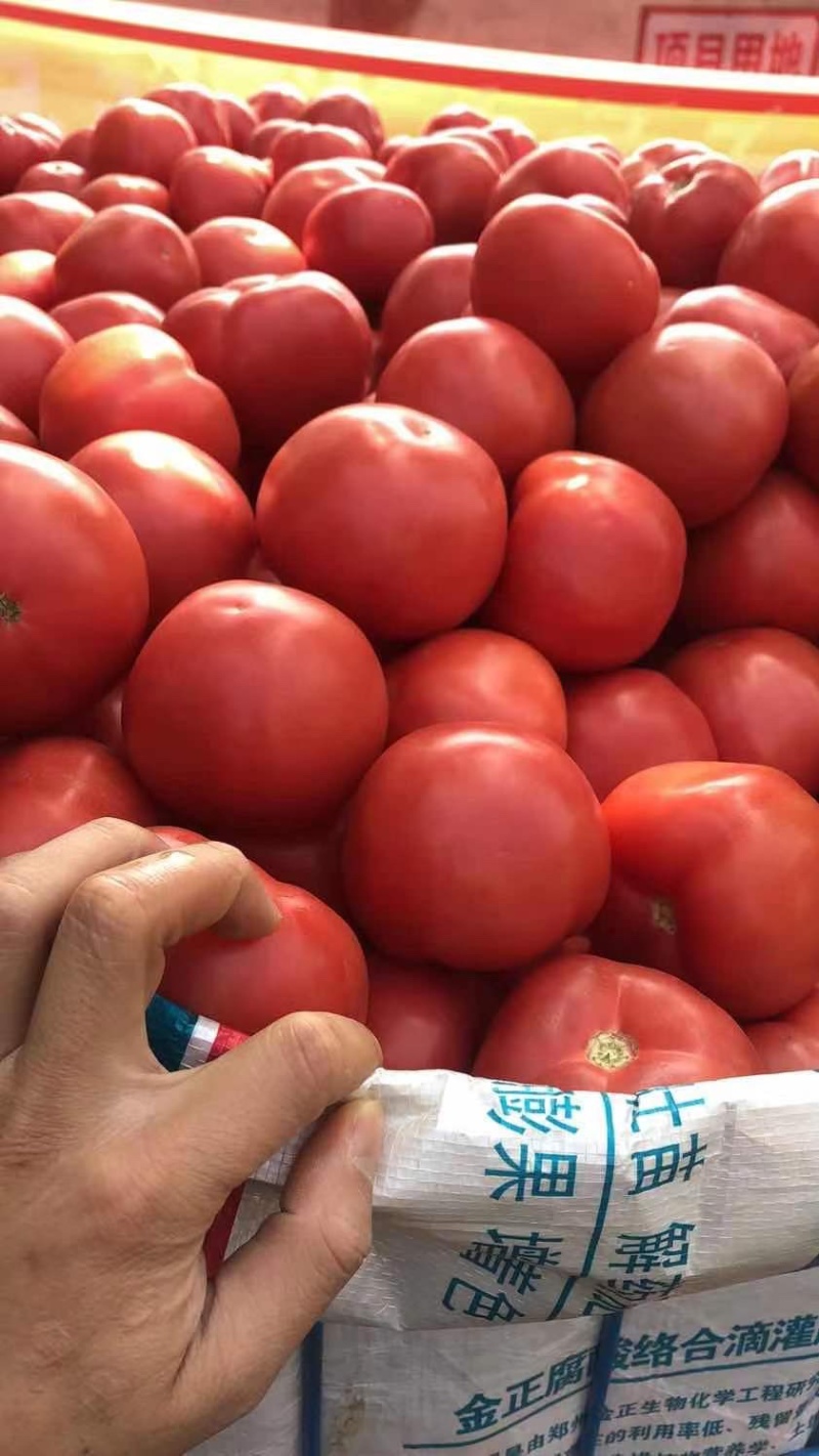 西红柿粉果大量上市中