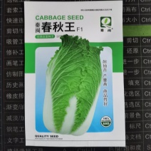 春秋王大白菜种子青菜早熟高产耐热大白菜盆栽农家田园蔬菜种