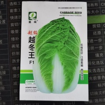 越冬王大白菜种子青菜早熟高产耐热大白菜盆栽农家田园蔬菜种