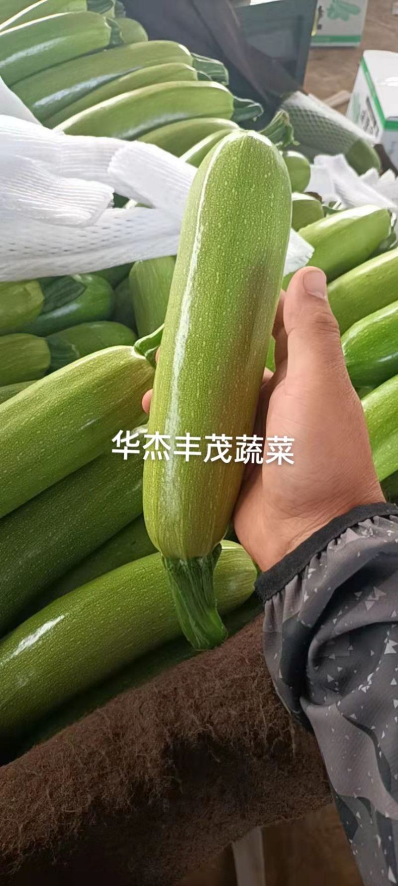工棚绿皮西葫芦0.6~1.1斤，，供应商超，市场，电商