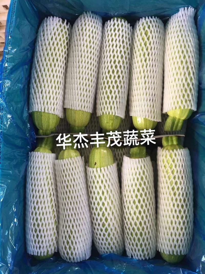 工棚绿皮西葫芦0.6~1.1斤，，供应商超，市场，电商