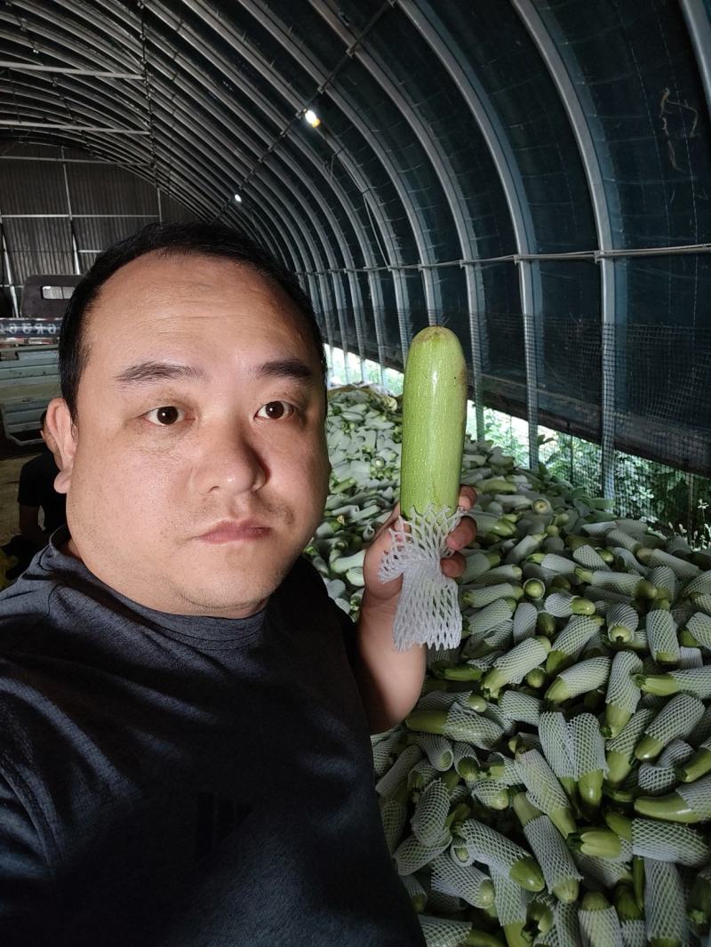 工棚绿皮西葫芦0.6~1.1斤，，供应商超，市场，电商