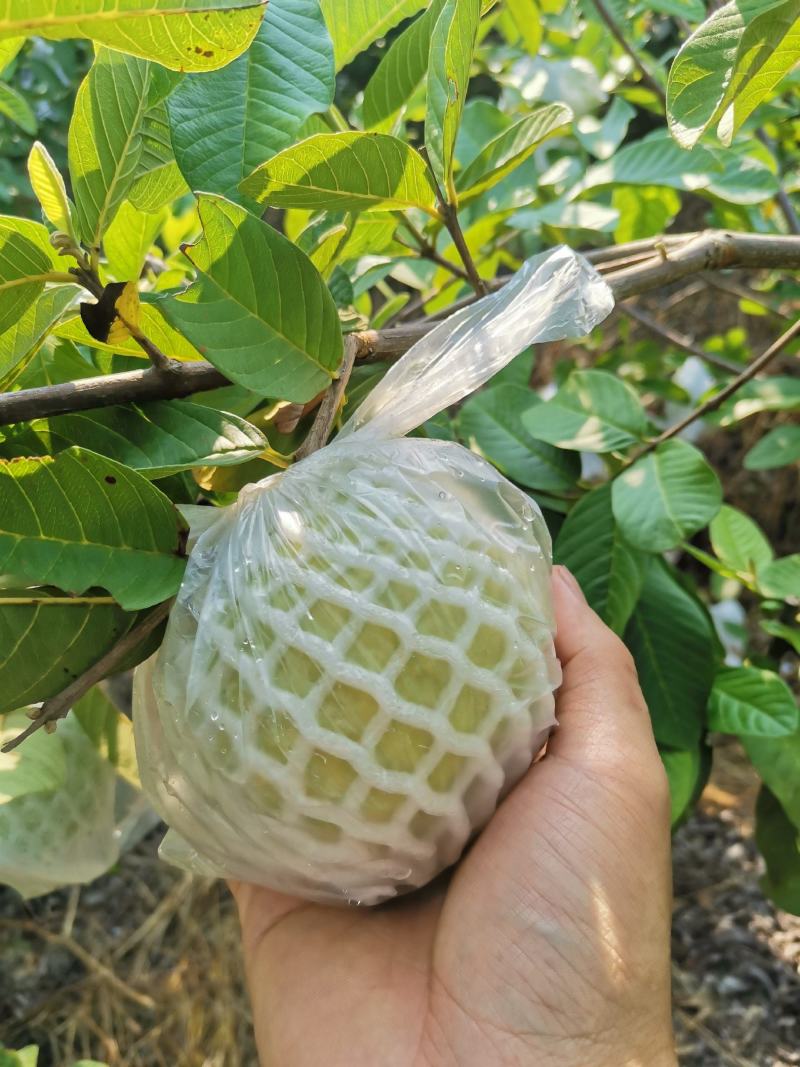 高山种植甜石榴上市中