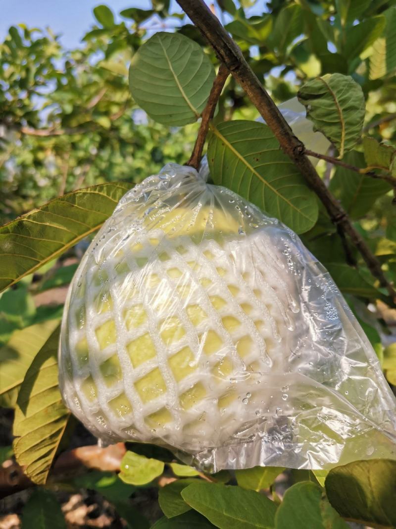 高山种植甜石榴上市中