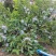 高山种植甜石榴上市中