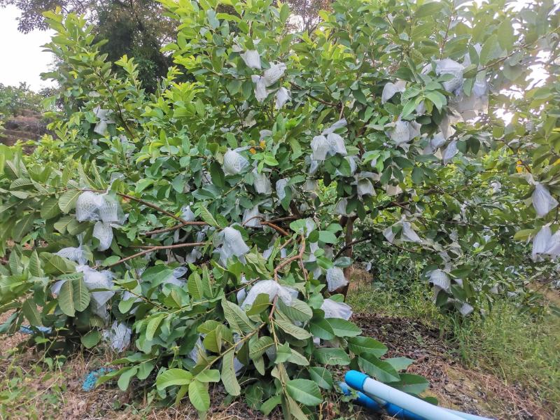 高山种植甜石榴上市中
