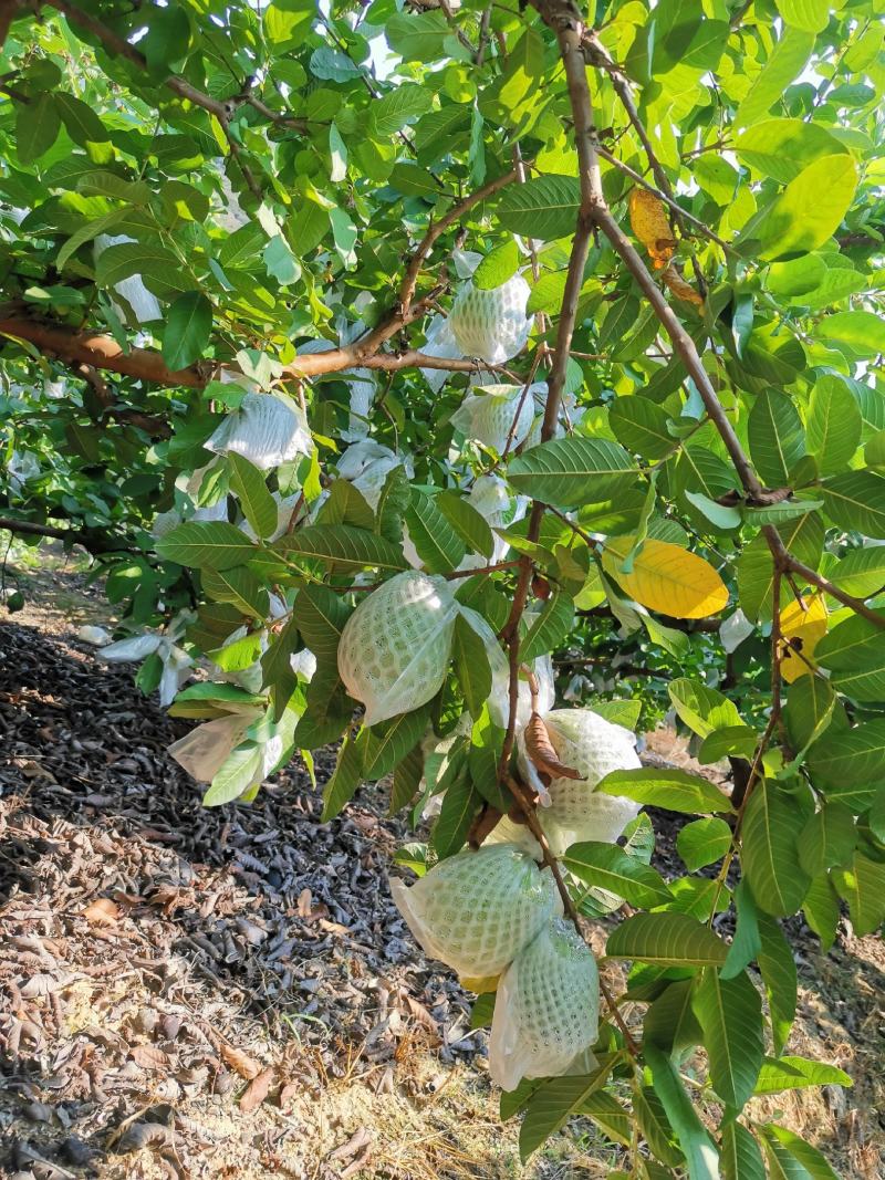 高山种植甜石榴上市中