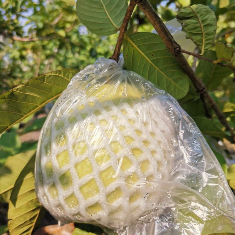 高山种植甜石榴上市中