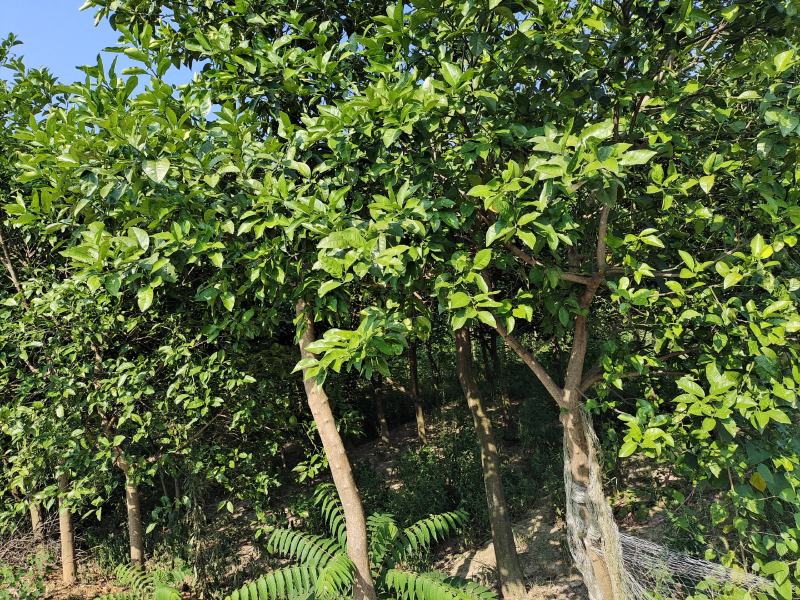百亩精品香泡树产地发货可用于园林及工程绿化