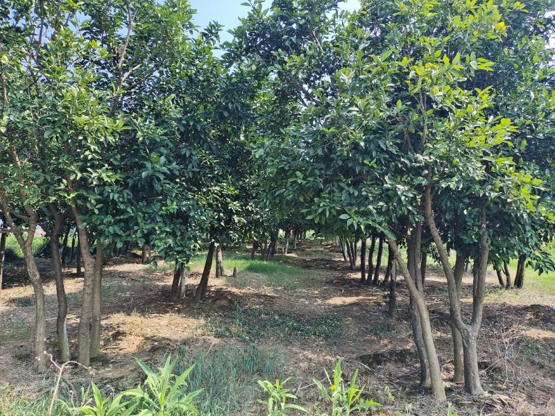 百亩精品香泡树产地发货可用于园林及工程绿化