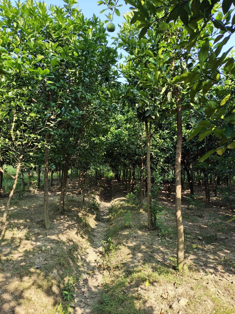 百亩精品香泡树产地发货可用于园林及工程绿化
