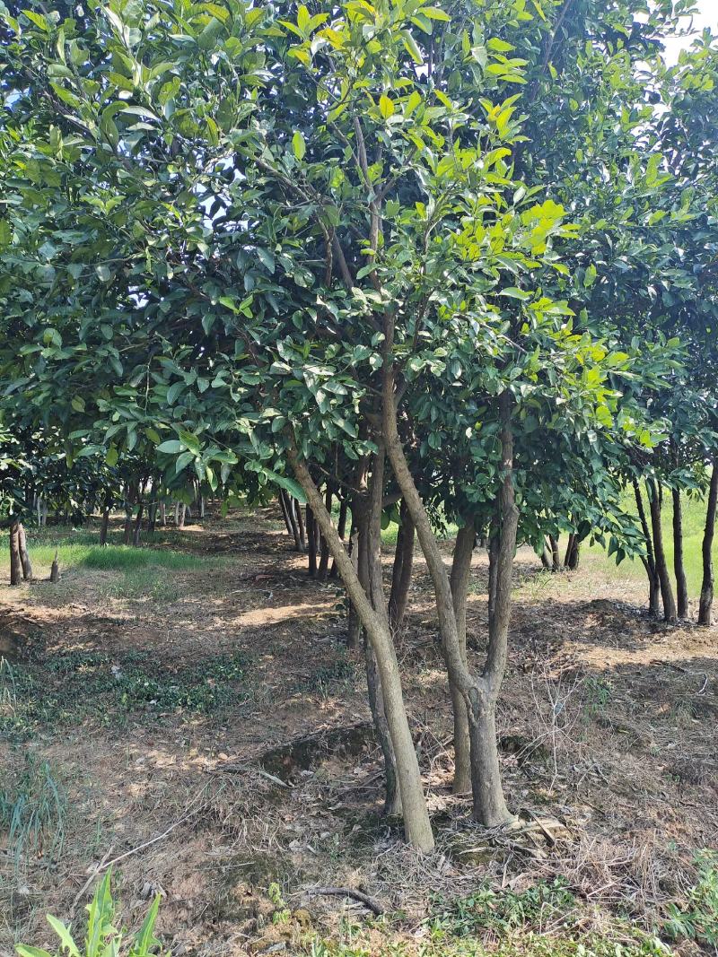 百亩精品香泡树产地发货可用于园林及工程绿化