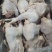东北红毛蛋鸡