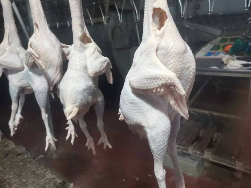 东北红毛蛋鸡
