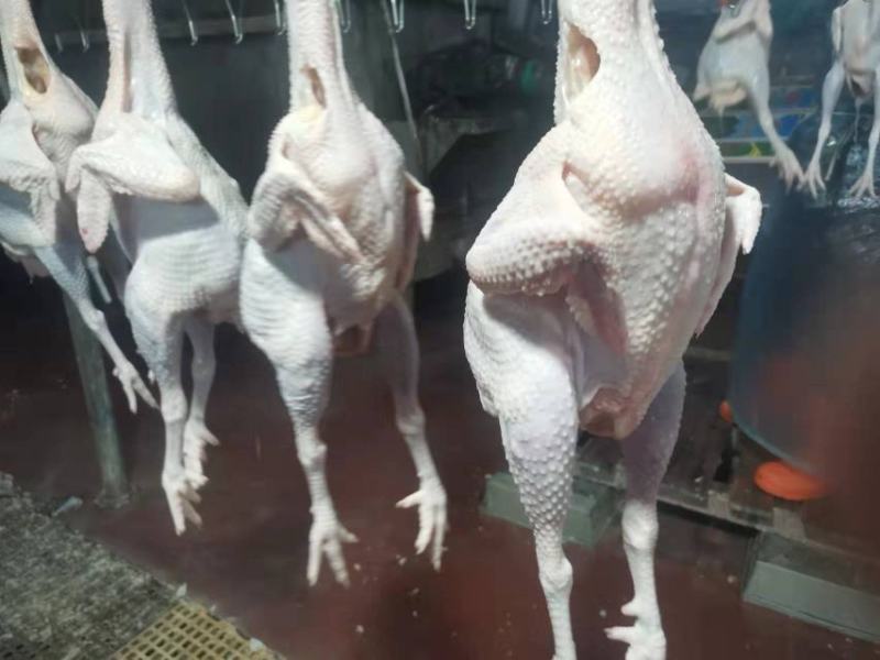 东北红毛蛋鸡