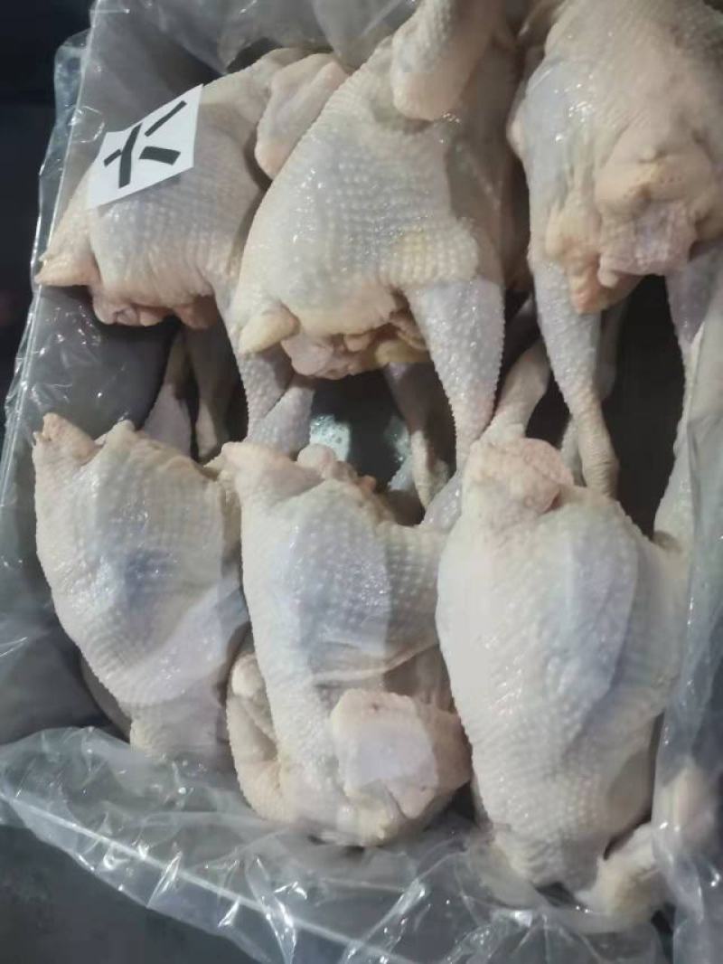 东北红毛蛋鸡