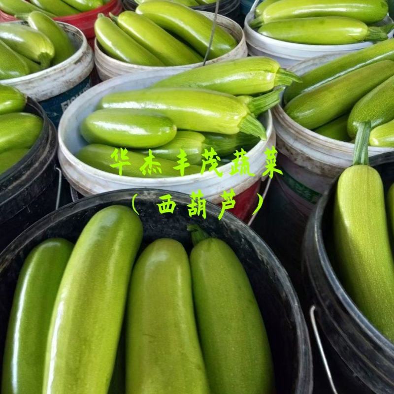 工棚绿皮西葫芦0.6~1.1斤，，供应商超，市场，电商