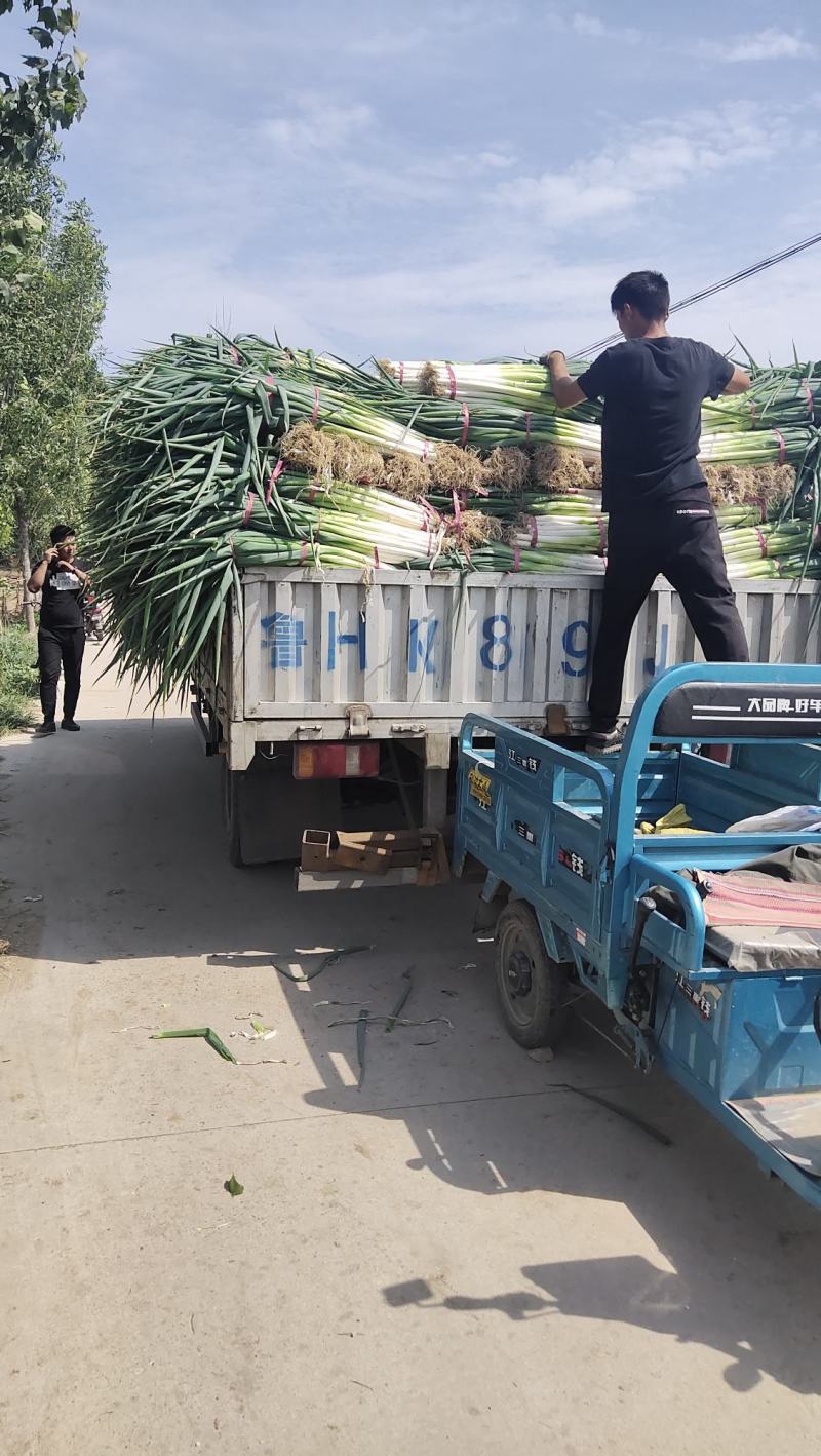 河北南和大葱种植专业合作社，产地对接各大批发市场