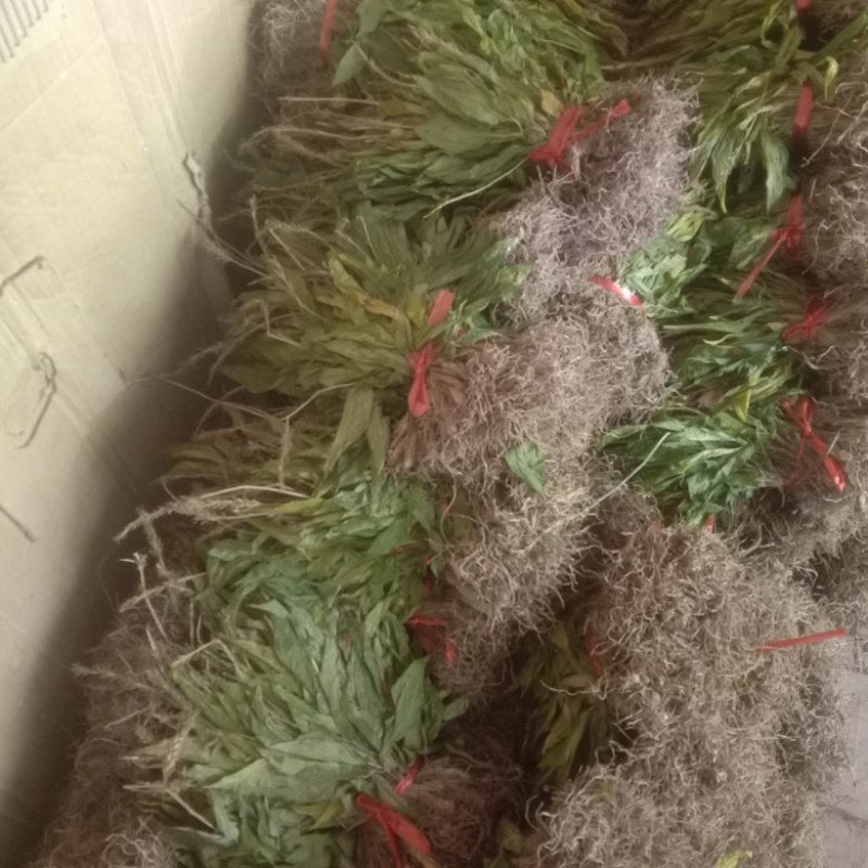 见血清批发