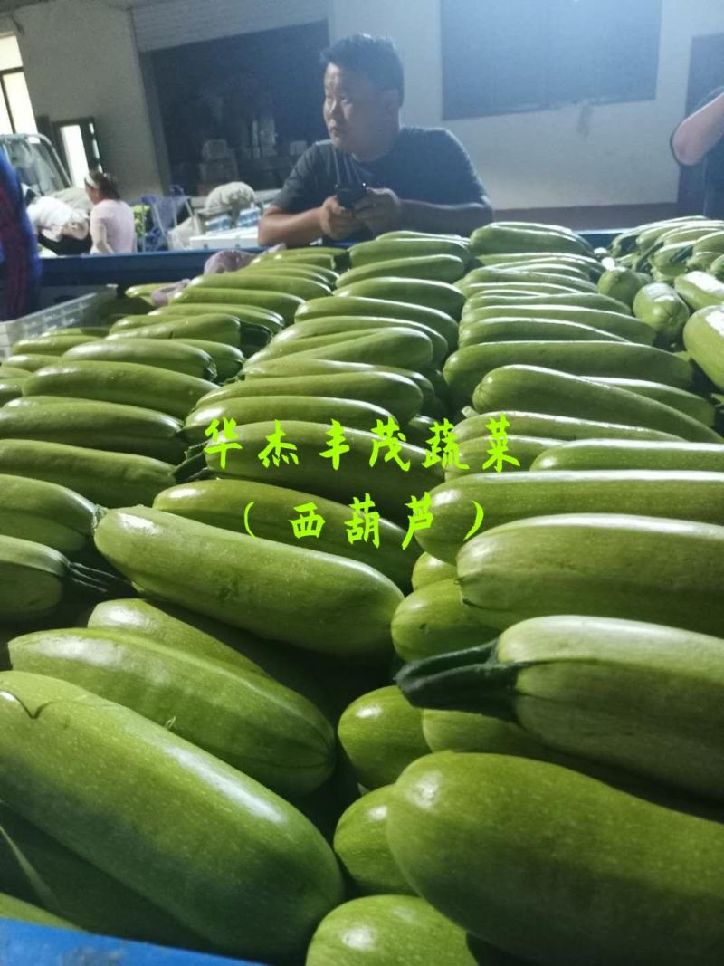 工棚绿皮西葫芦0.6~1.1斤，，供应商超，市场，电商