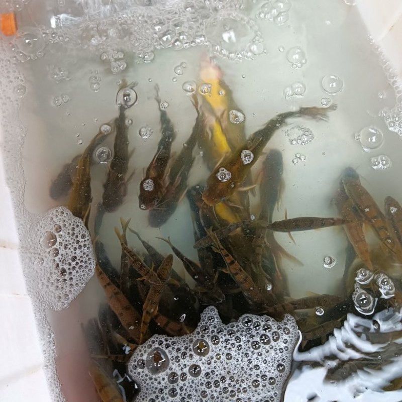 光晨鱼