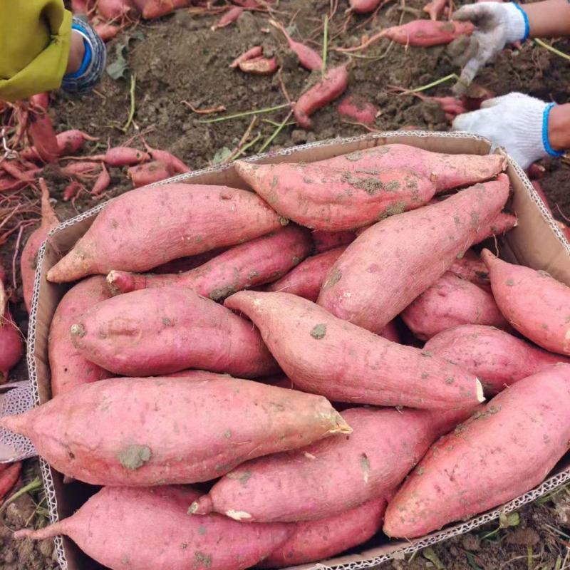 皖北红薯基地，有着肥沃的黑土，种出来的红薯质量好诚信报价