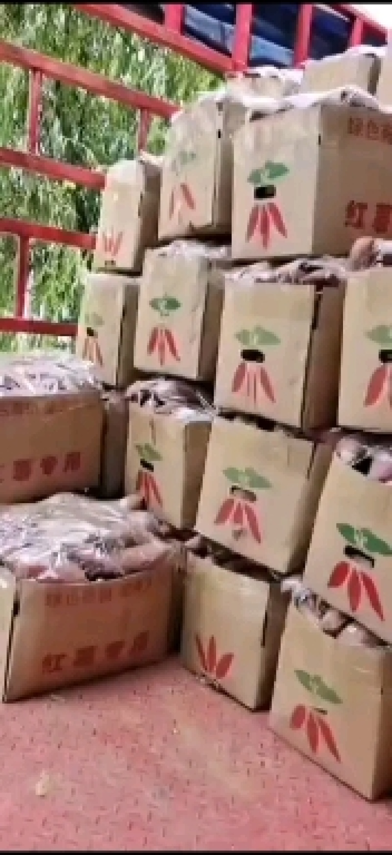 皖北大红薯基地，土质肥沃，红薯质量好，果形漂亮！
