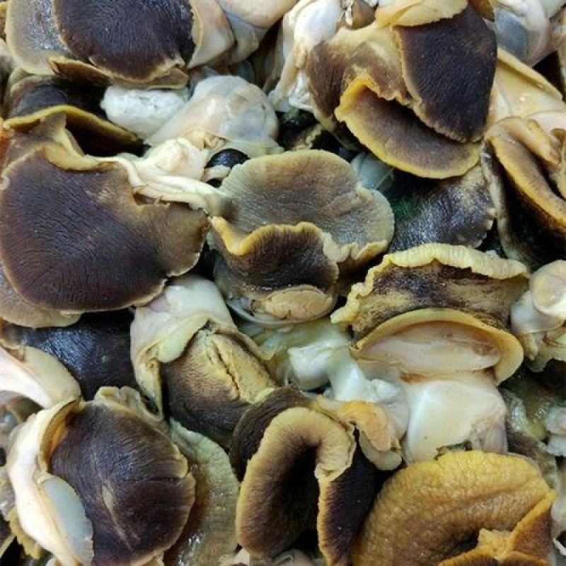 玉螺沙螺肉