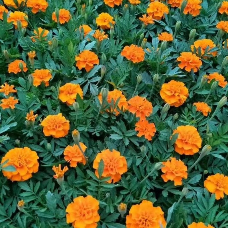 孔雀草