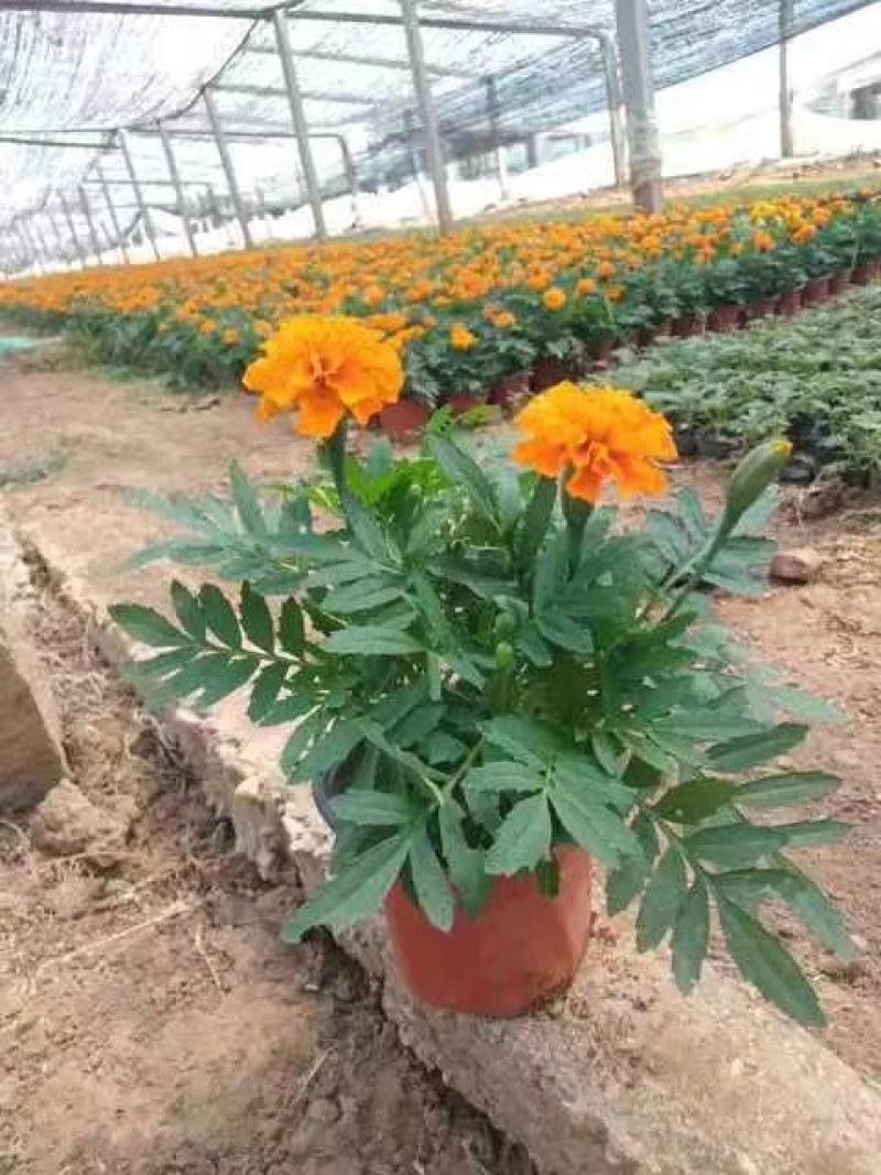 孔雀草