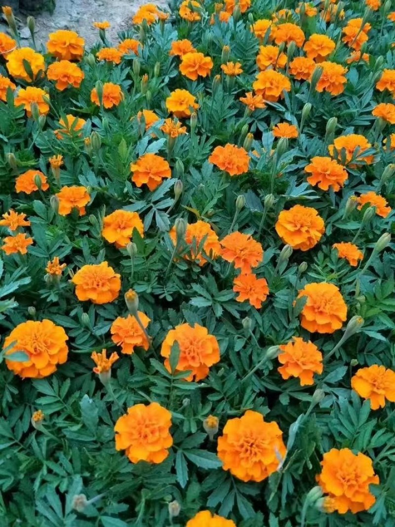 孔雀草