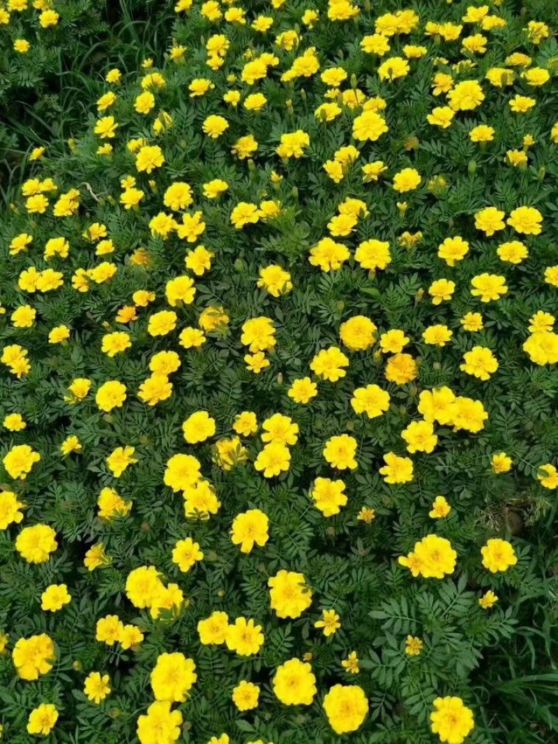 孔雀草