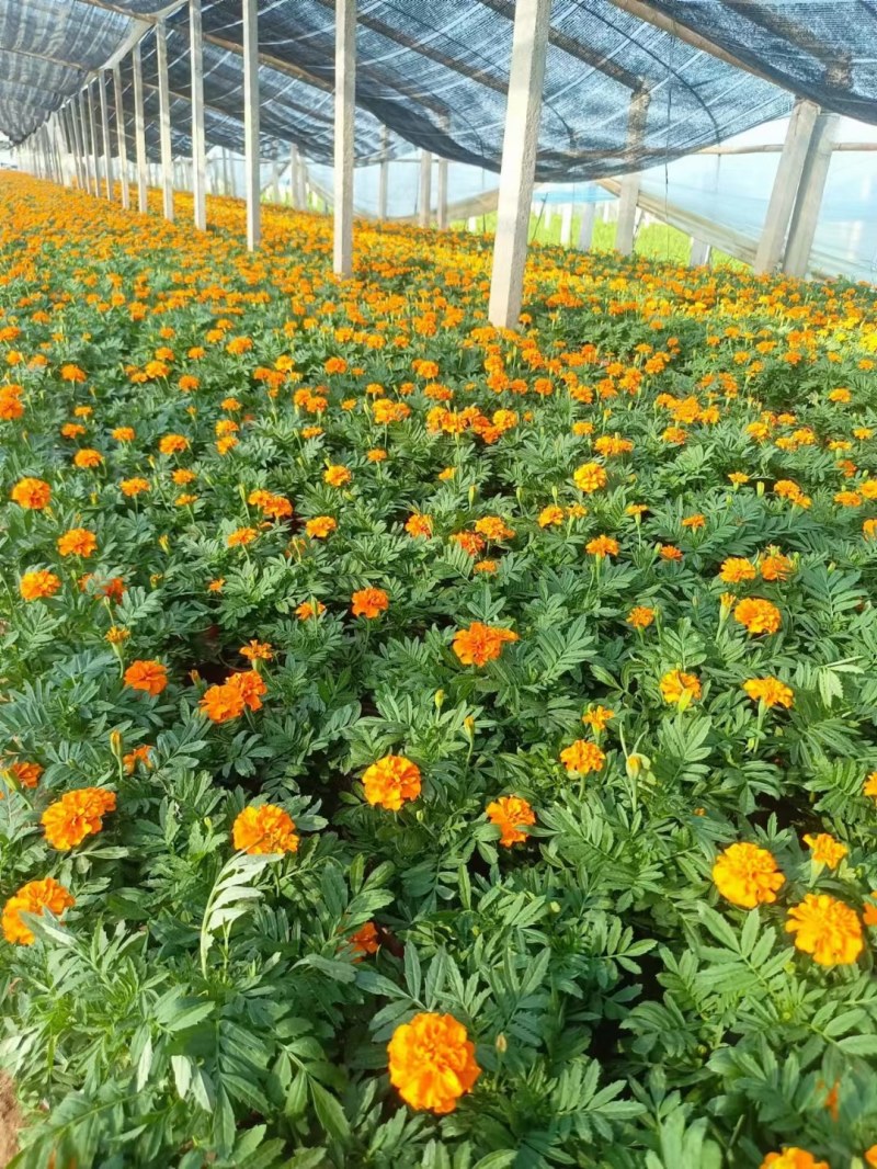 孔雀草
