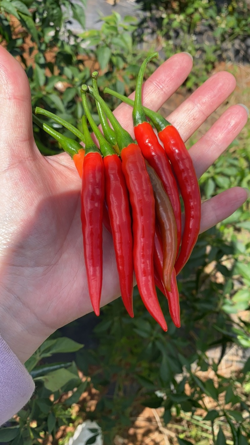 小米辣朝天椒