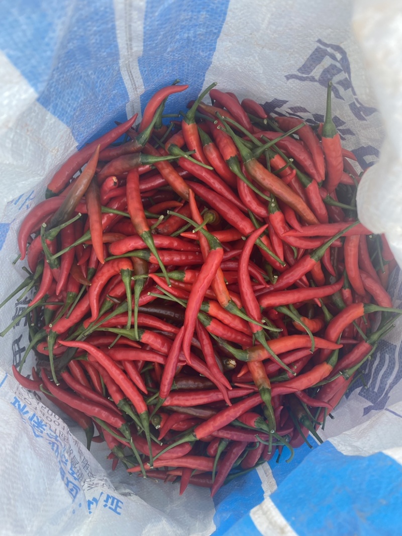 小米辣朝天椒