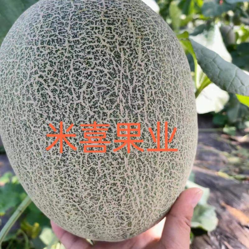 25号小蜜（热销）中，产地直销，供应：各大平台市场商超。
