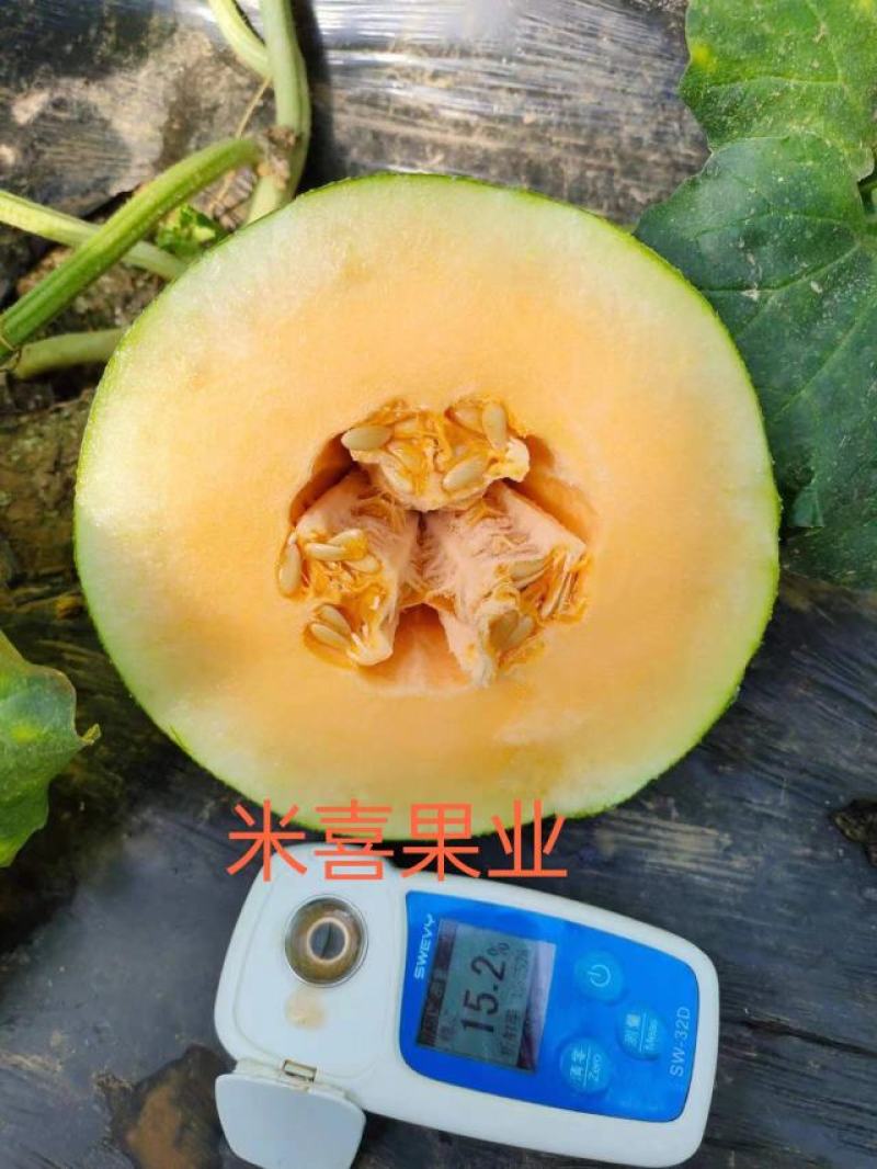 25号小蜜（热销）中，产地直销，供应：各大平台市场商超。