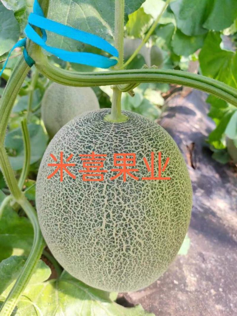 25号小蜜（热销）中，产地直销，供应：各大平台市场商超。