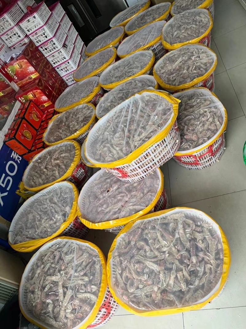 皮皮虾批发