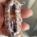 皮皮虾批发