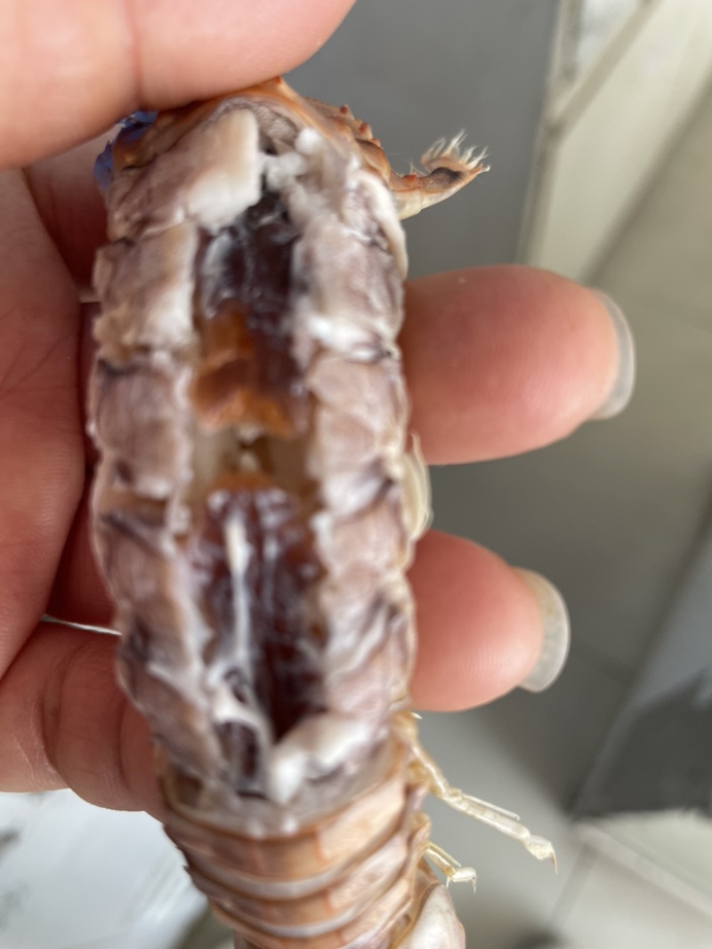 皮皮虾批发
