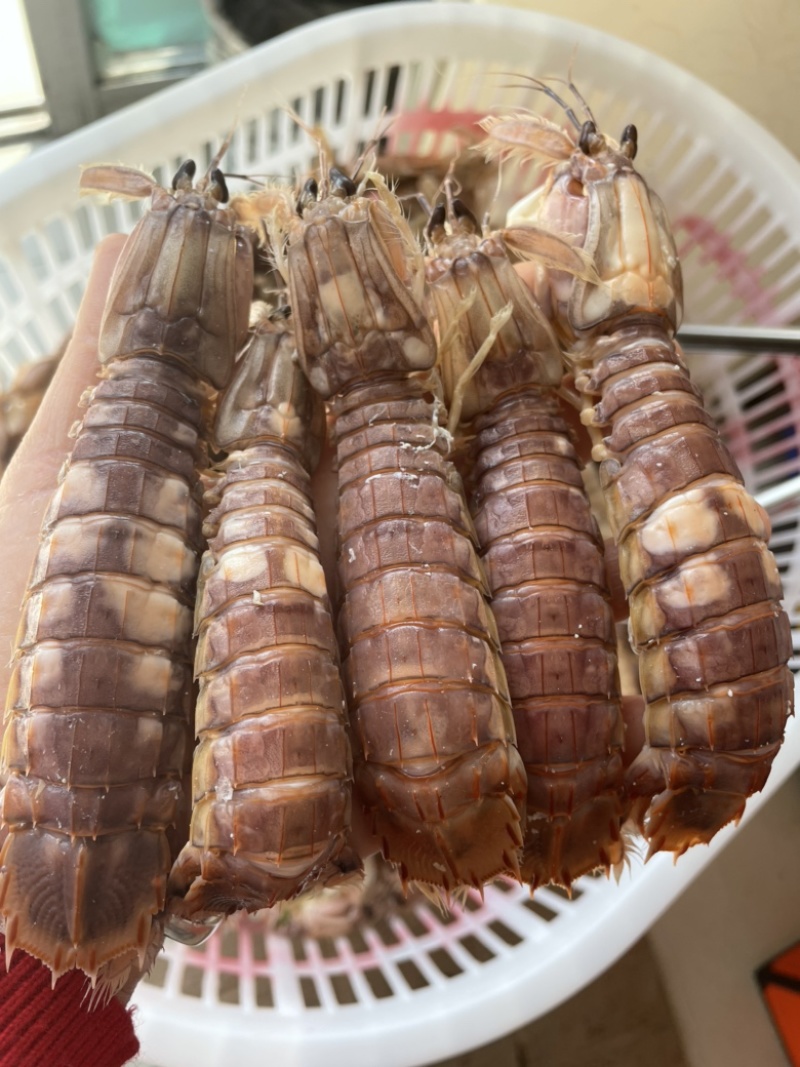 皮皮虾批发