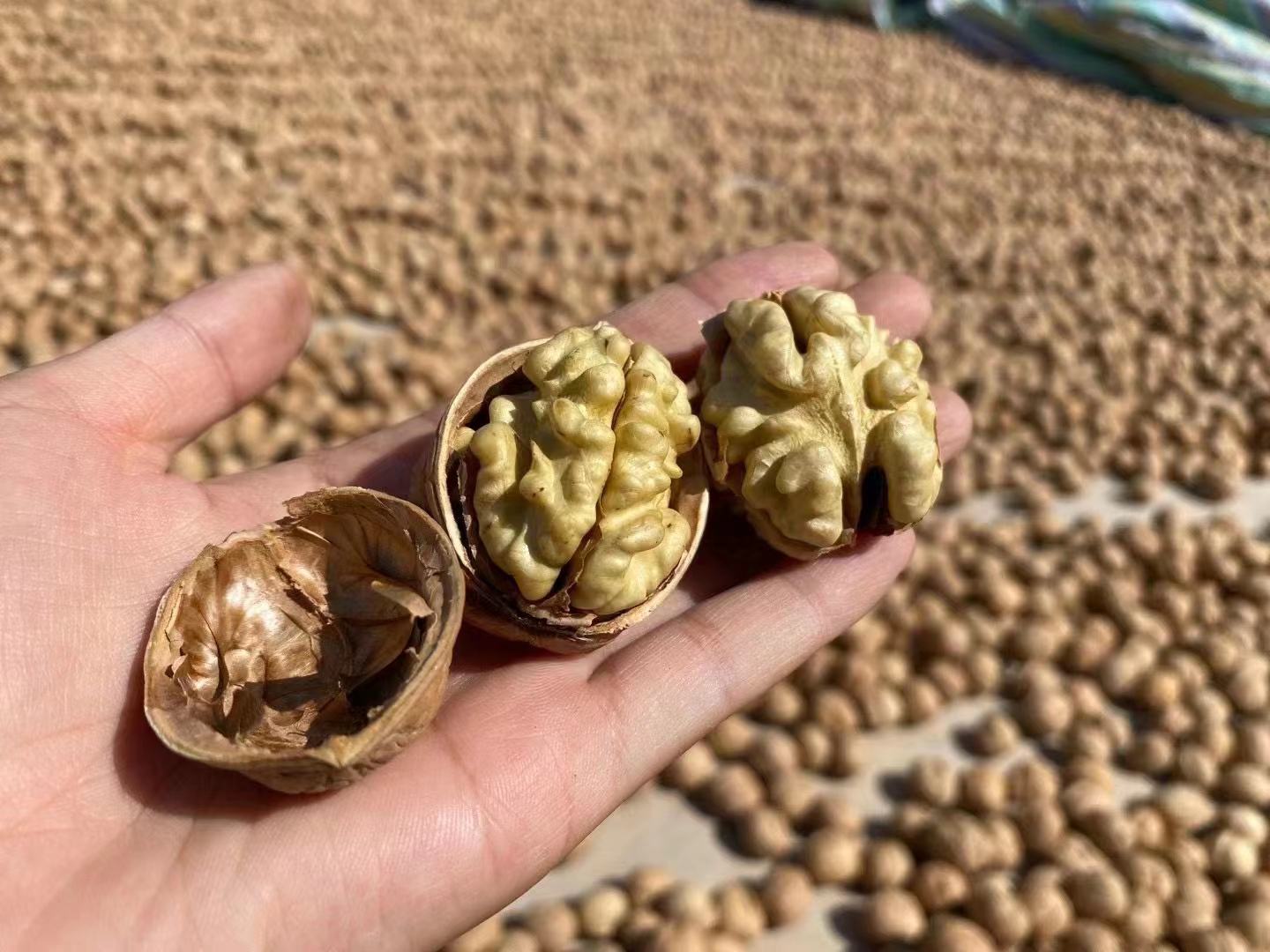 新疆薄皮核桃与果仁对比图
