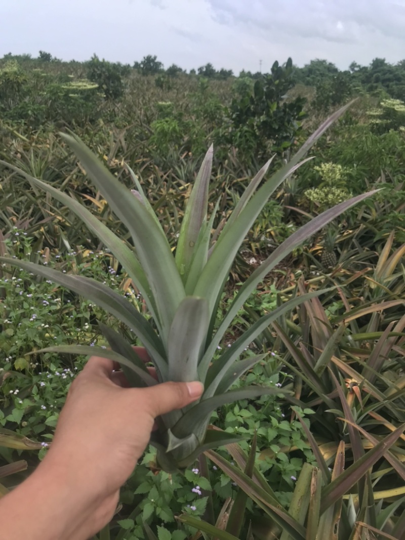 凤梨苗金钻芒果西瓜手撕冬蜜各种凤梨苗