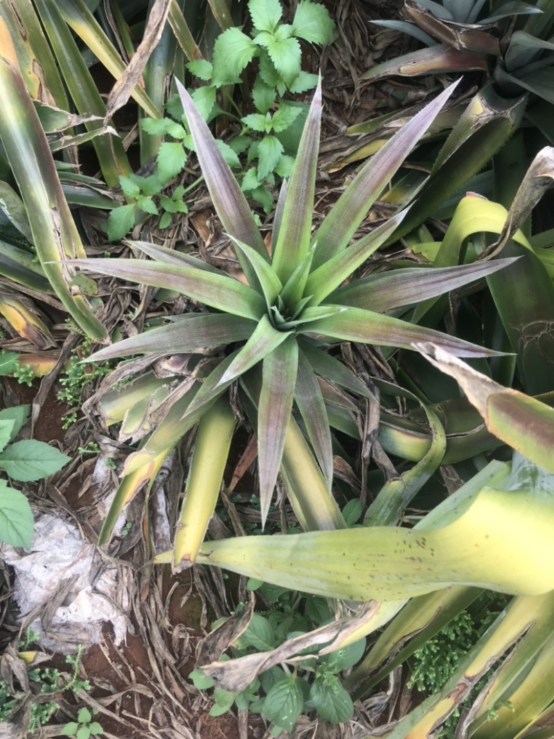 凤梨苗金钻芒果西瓜手撕冬蜜各种凤梨苗